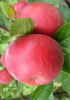 Obelis ‘Aldas’