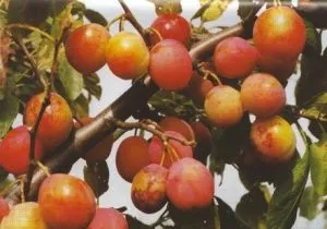 Slyva ‘Aleksona’