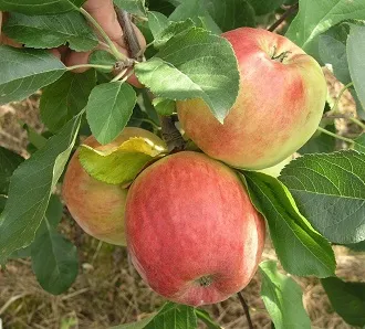 Obelis ‘Alemanda’