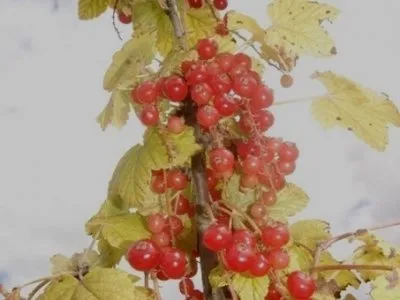 Raudonasis serbentas ‘Altaiskaja rubinovaja’
