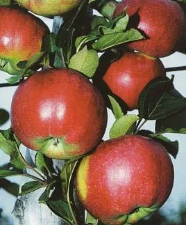 Obelis ‘Alva’
