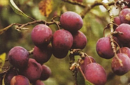 Slyva ‘Anna Späth’