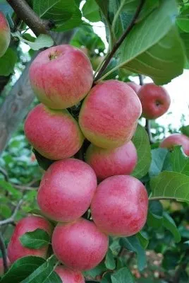 Obelis ‘Auksis’