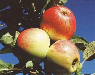 Obelis ‘Avenarijus’