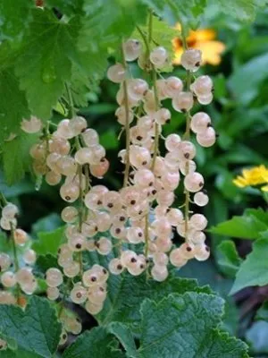 Baltasis serbentas ‘Belaja smoljaninovaja’
