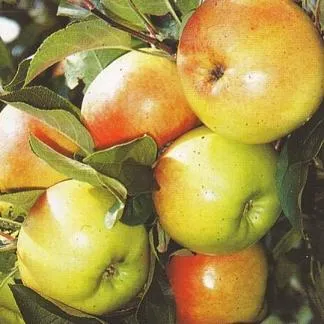 Obelis ‘Beržininkų ananasas’