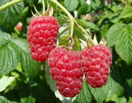 Avietė ‘Beskid’