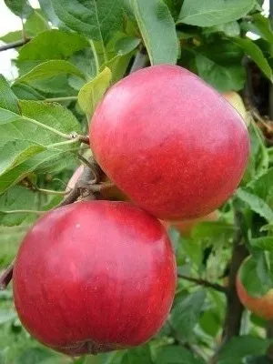 Obelis ‘Bosanova’
