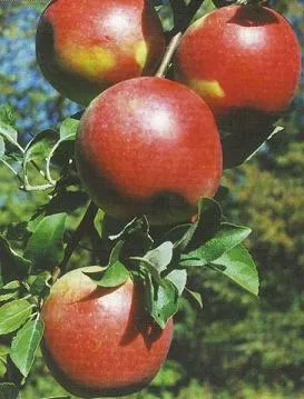 Obelis ‘Connel Red’