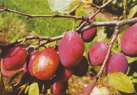 Slyva ‘Favorita del Sultano’