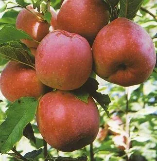 Obelis ‘Florina’