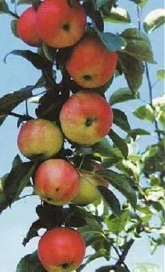 Obelis ‘Geneva Early’
