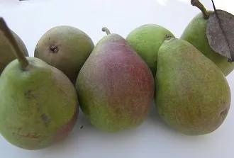 Kriaušė ‘Kliapo mėgstamoji’