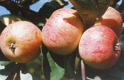 Obelis ‘Konfetnoje’