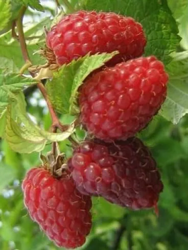 Avietė ‘Kostinbrodskaja’