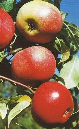 Obelis ‘Kulono renetas’