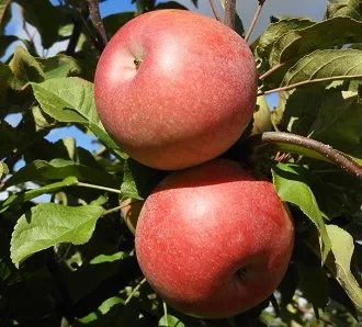 Obelis ‘Lauda’