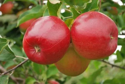 Obelis ‘Ligol’