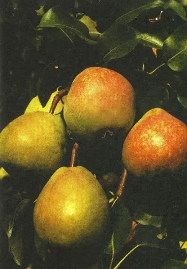 Kriaušė ‘Mramornaja’