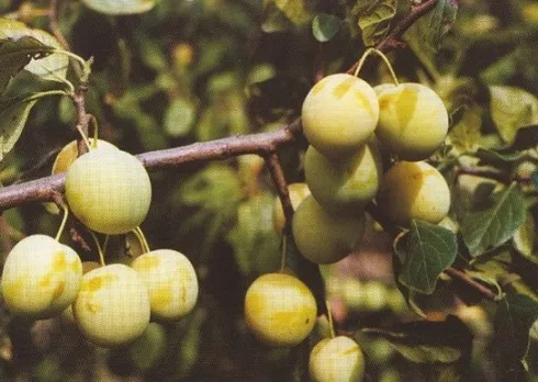 Slyva ‘Ontarijo’