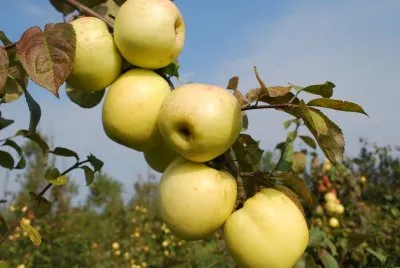 Obelis ‘Paprastasis antaninis’