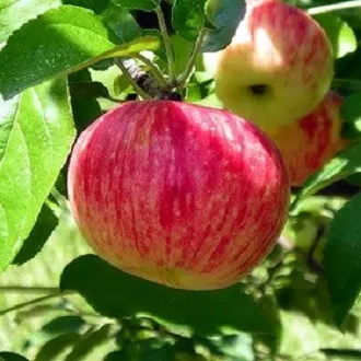 Obelis ‘Persikinis’