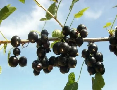 Juodasis serbentas ‘Pilėnai’