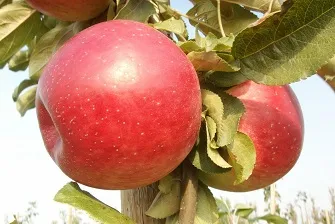Obelis ‘Poema’
