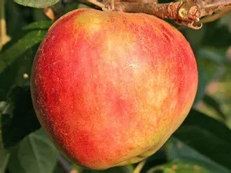 Obelis ‘Red Gravensteiner’