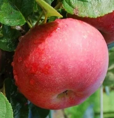 Obelis ‘Red Kroft’