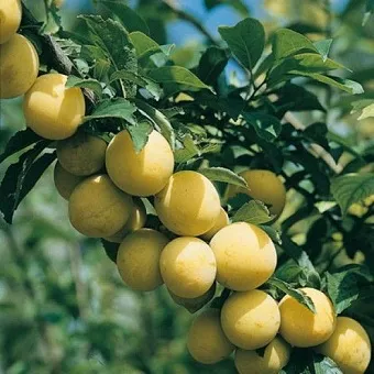 Slyva ‘Reine Claude d’Oullins’