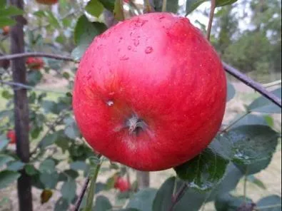 Obelis ‘Rubin’