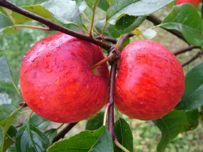 Obelis ‘Rubinola’