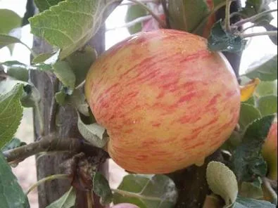 Obelis ‘Rudenis’