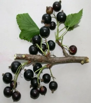 Juodasis serbentas ‘Salviai’