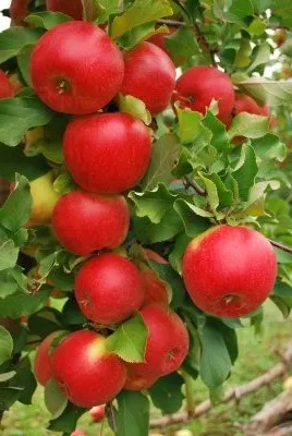 Obelis ‘Šampion’