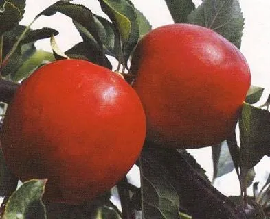 Obelis ‘Skaistis’