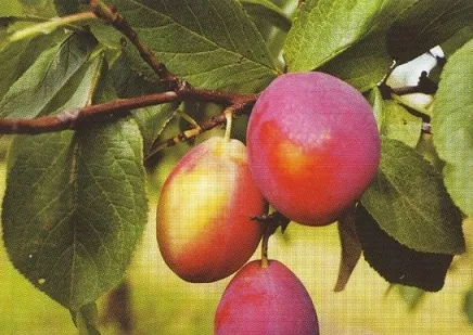 Slyva ‘Skalvė’