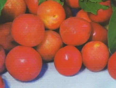 Slyva ‘Skoroplodnaja’