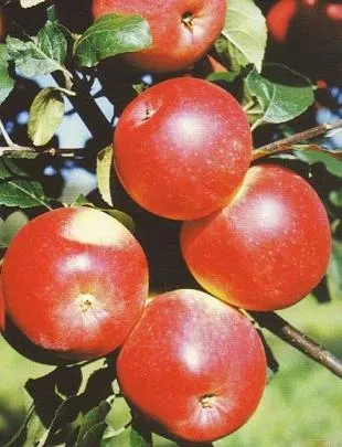 Obelis ‘Štaris’