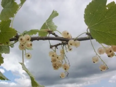 Baltasis serbentas ‘Werdavia’